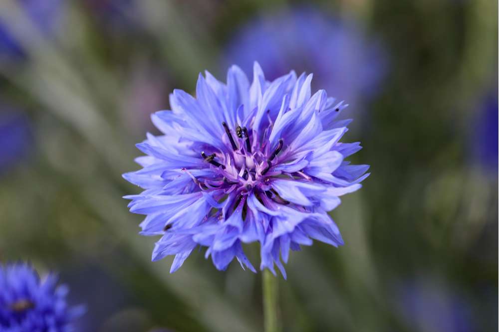 Blå Kornblomst (frø)